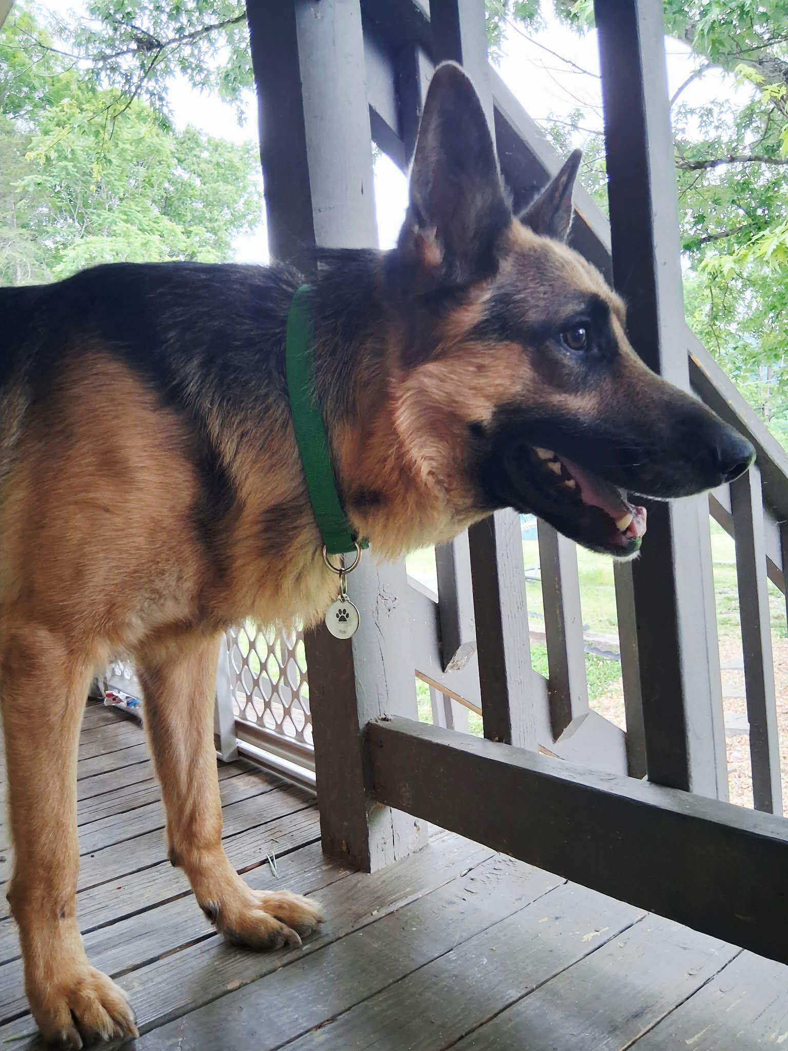 German Shepherd wearing a PetProTag QR sticker tag on their collar